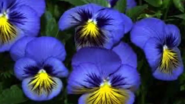 #VIOLA  , #VIOLA  #TRICOLOR ,   #VIOLACEAE   ,   #ФИАЛКА  #ТРЕХЦВЕТНАЯ ,  #ЛЕЧЕБНЫЕ #СВОЙСТВА