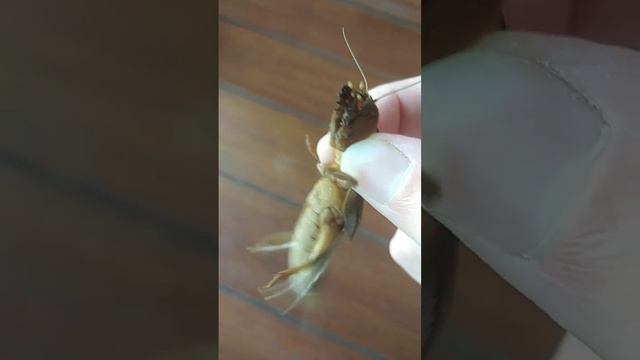 #медведка стрекочет #насекомые #капустянка #вредители смотреть онлайн