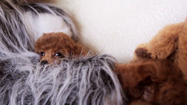 Red Toy Poodle Puppies