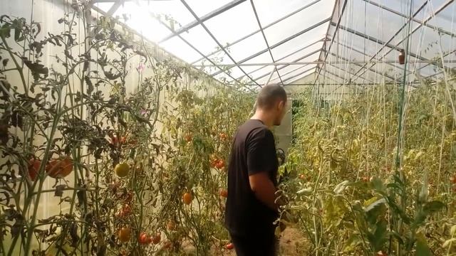 Раритет в работе! Сад и огород в августе. Ушли в лес! Живой подарок! смотреть онлайн