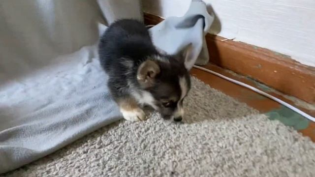 Щенок корги 1 месяц смотреть онлайн
