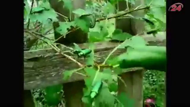 Саранча в России смотреть онлайн