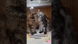 🥰Вот такие замечательные отношения у моих красоток👏 #екатеринбург #islandcat #котятамейнкун #мейнку