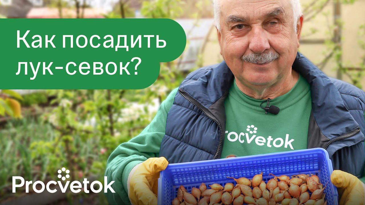 СДЕЛАЙТЕ ЭТО ПРИ ПОСАДКЕ ЛУКА-СЕВКА ВЕСНОЙ для большого урожая крупных луковиц!