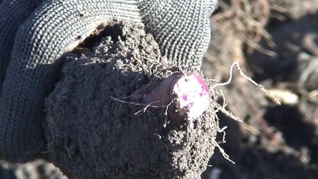 Фиолетовый батат. Сорт Перпл. смотреть онлайн