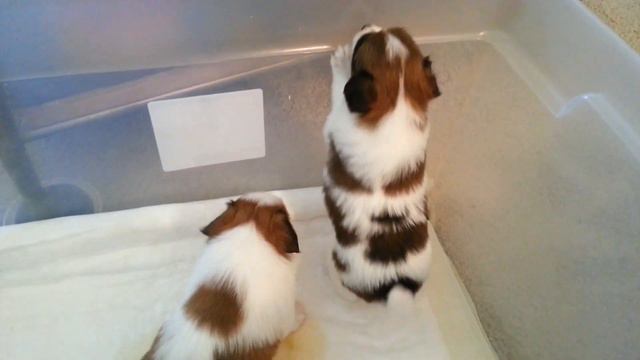 Papillon Puppies Four Weeks Old смотреть онлайн