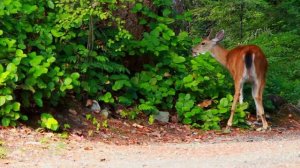 Звуки животных / Звук (голос) косули / Голоса косули/ Как кричит косуля