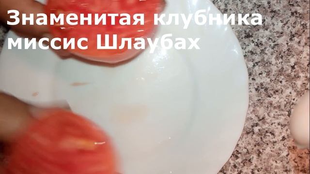 Вкуснейшие сорта помидоров открытого грунта. Сезон 2020. смотреть онлайн