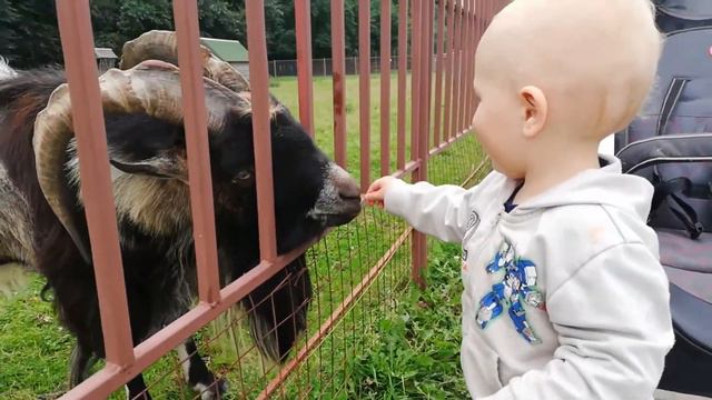 ЗВУКИ ЖИВОТНЫХ для самых маленьких - развивающие мультики для детей - как говорят животные смотреть онлайн