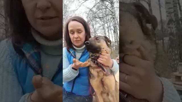 Лукаса сдали обратно в приют, потому что он лает. А лает он, потому что собака... смотреть онлайн