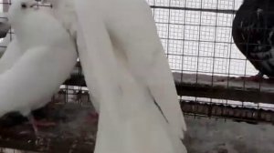 Ижевские, Свердловские, Чистопольские голуби /самцы/2021г.