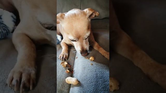 Dog eat peanut смотреть онлайн