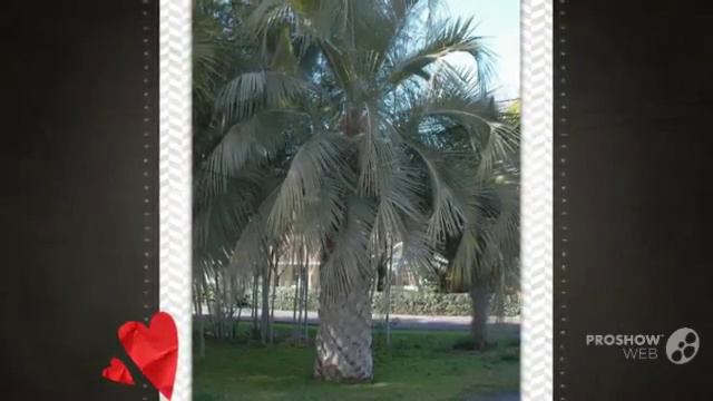 Jubaea - garden plants смотреть онлайн