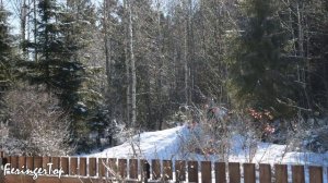 Как высушить дрова БЫСТРО и КАЧЕСТВЕННО! Нужна ли двухлетняя сушка?