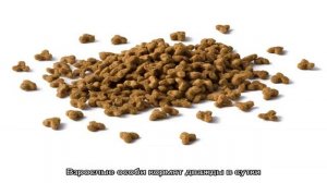 Сколько сухого корма давать собаке в день?