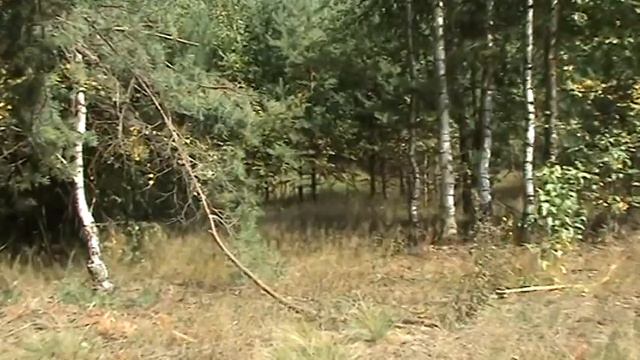 опасность в лесу смотреть онлайн