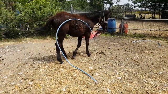 Предлагаем кобыле выбрать себе кличку ??? смотреть онлайн