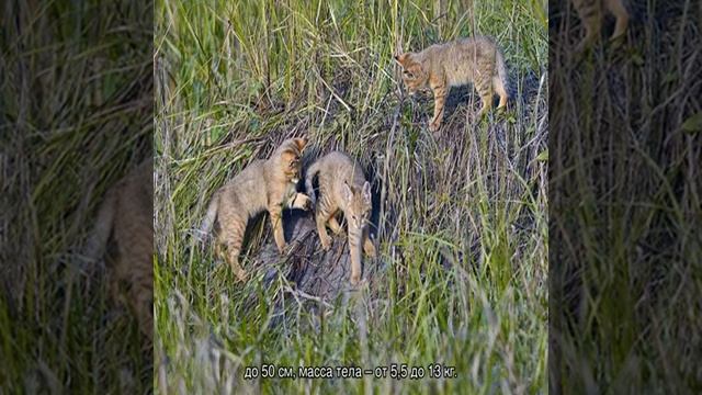 Камышовый кот: варианты названия пород и размеры животного