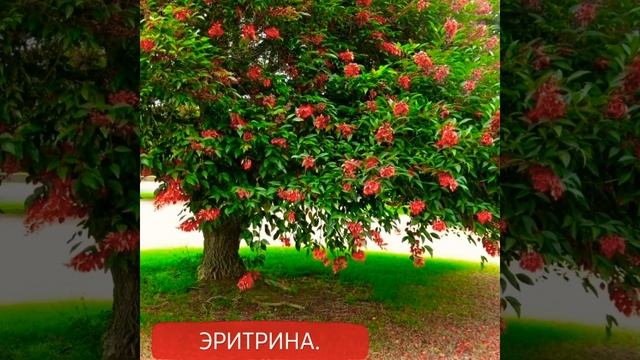 Цветущие деревья.