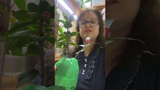 Роскошные сорта Камелий в продаже в нашем магазине смотреть онлайн