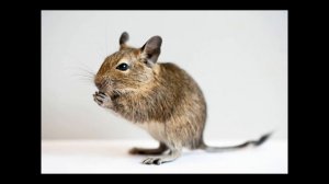 4 причины, почему стоит завести чилийскую белку дегу