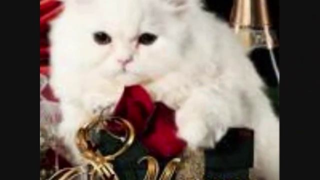 с праздником милые женщины!!! смотреть онлайн