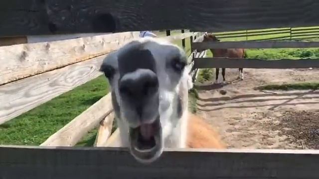 Лама плюёт прямо в лицо. ШОК!!! смотреть онлайн