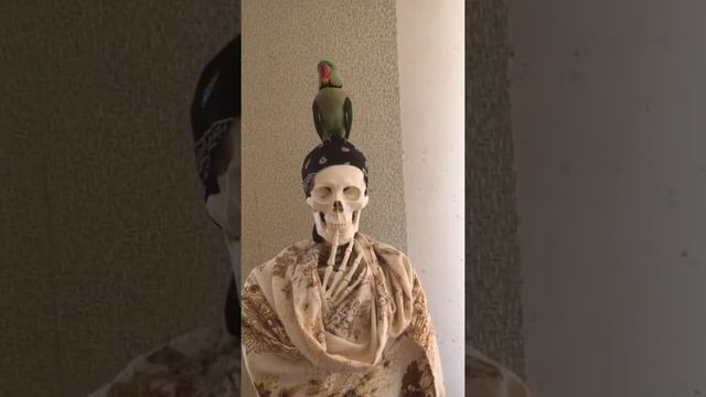 Александрийский попугай истощил хозяина смотреть онлайн