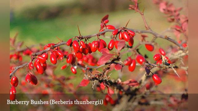 13 Best Shrubs For Making Hedges 🛋️ смотреть онлайн