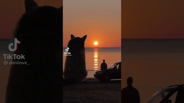 Самая большая кошка в мире. смотреть онлайн
