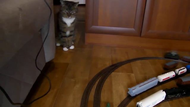 кошка играет в железну дорогу piko 16мм смотреть онлайн