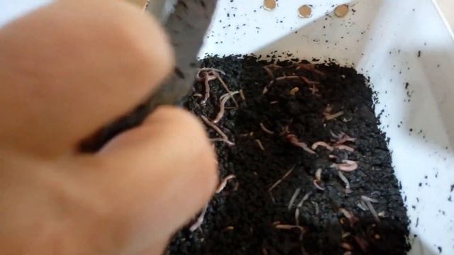 Производство биогумуса в домашних условиях. смотреть онлайн