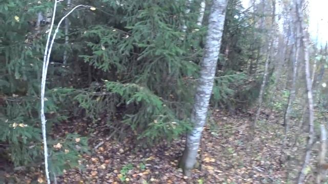 Самые поздние грибы! Most Recent Mushrooms!