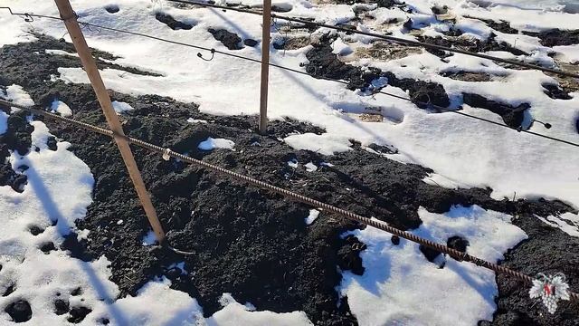 Виноградник с НУЛЯ. С чего НАЧАТЬ. Основные ОШИБКИ. Часть №5 смотреть онлайн