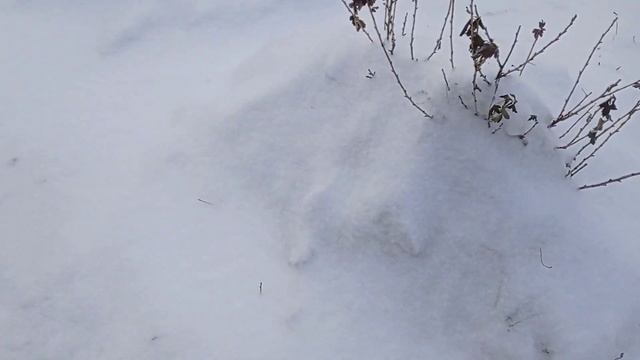 Утепляю смородину Козы гуляют смотреть онлайн