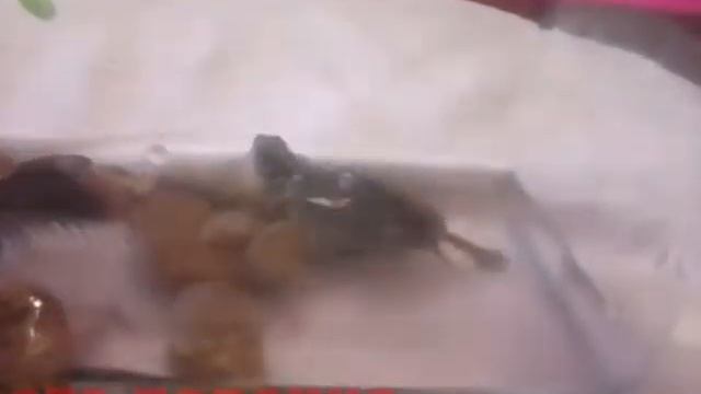 КУПИЛА В АНАПЕ КРАСНОУХУЮ ЧЕРЕПАХУ | НЕНАДО ПИСАТЬ В КОМЕНТАРИИ ЧТО ВСЕ НЕПРАВИЛЬНО Я ЗНАЮ ВСЕ ? смотреть онлайн