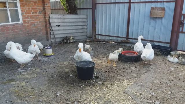 Гусиной семье один месяц / гуси с гусятами / смотреть онлайн