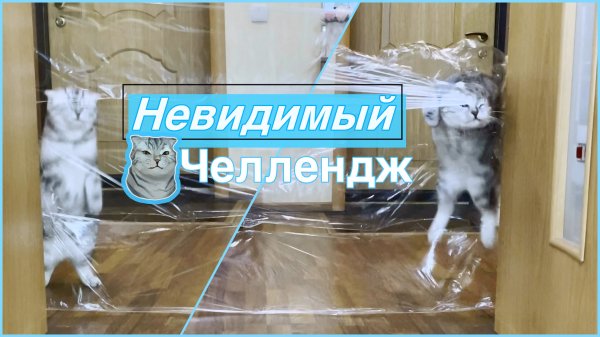 Невидимый челлендж для кота
