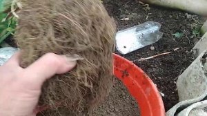 Как сделать землю рыхлой на огороде.