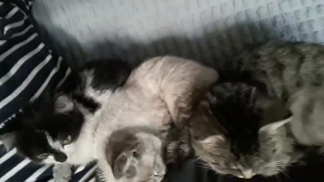 Во, сколько кошек легли спать смотреть онлайн