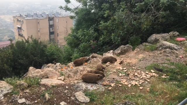 Даманы Израиля Родственники Слонов смотреть онлайн