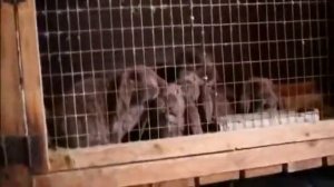 Обзор кроликов породы Французский баран окрас Гавана.