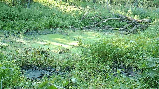 Лиса пьет из лесной лужи смотреть онлайн