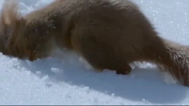 Анна Волкова, воспитатель Школы № 2083. Белка смотреть онлайн