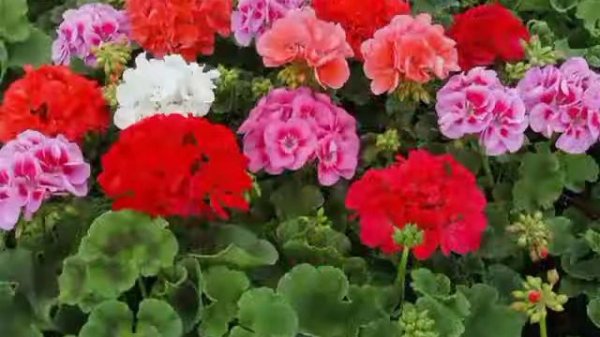 Песня о маме * Герань *.