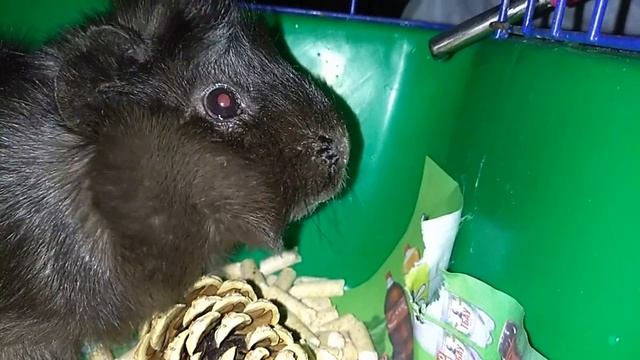 морская свинка у себя в клетке ест корм и шишку смотреть онлайн