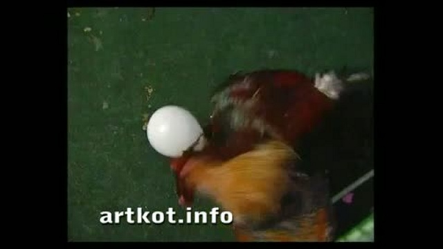 Петушиные бои - красочный бой и интервью специалиста. смотреть онлайн