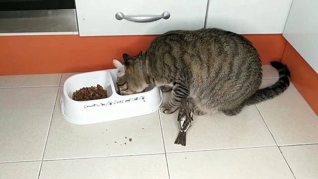 Как правильно кормить домашнего кота