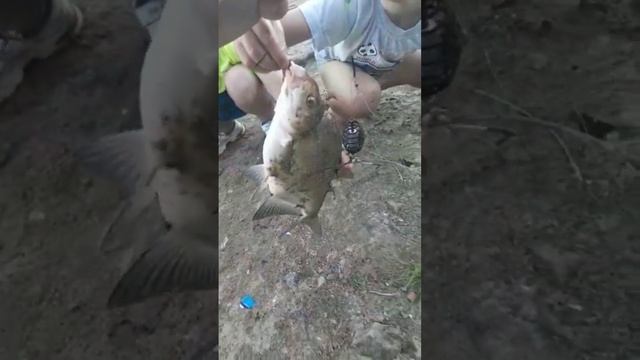 Лещ на Припяти! Клёв бешенный! #рыбалка #припять #shorts смотреть онлайн