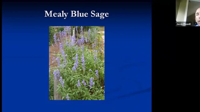 Heat Hardy Perennials | Lunch & Learn Webinar смотреть онлайн